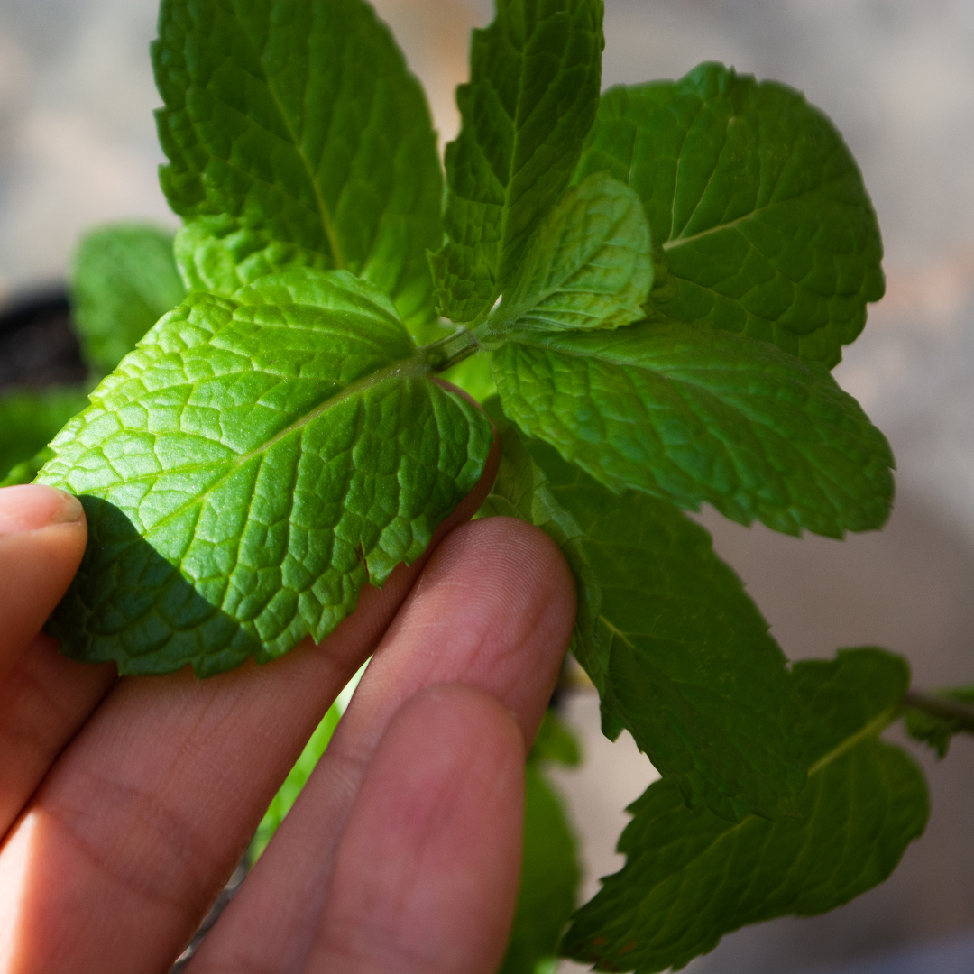 Planta de Menta (Mentha Piperita)